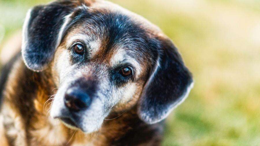 Não é só multiplicar por 7: saiba como calcular idade dos cachorros