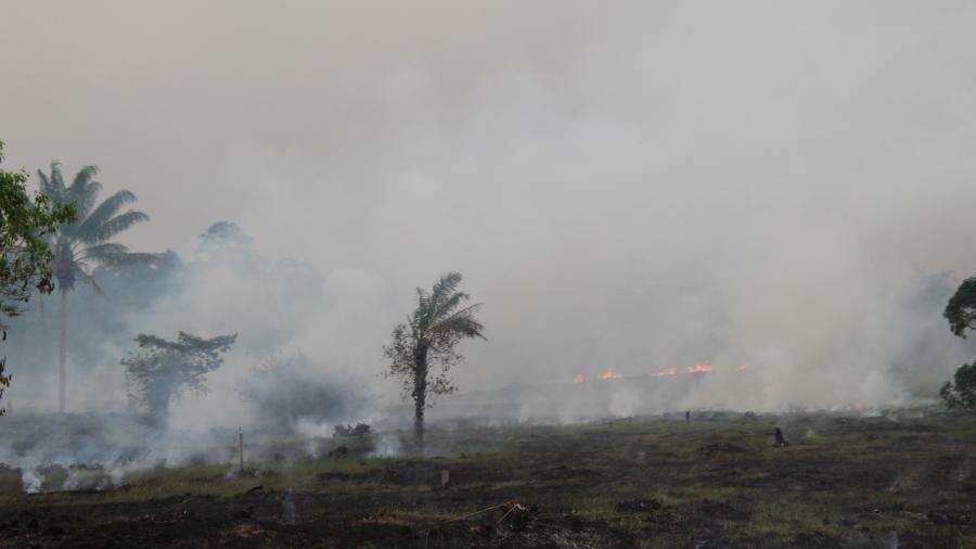 Brasil deve ir sem plano de biodiversidade à COP16 e causa mal-estar Jamil Chade