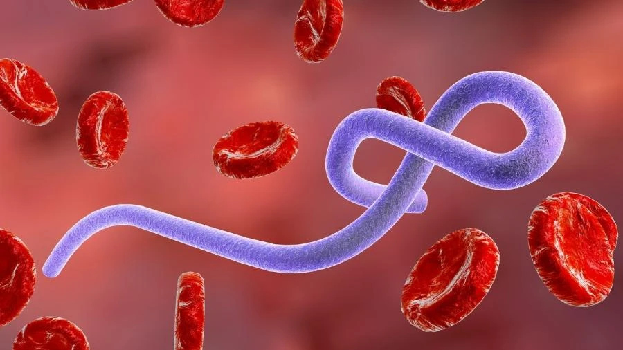 Cepa rara, vacina, médico infectado e reunião de emergência da OMS: tudo sobre o surto de ebola