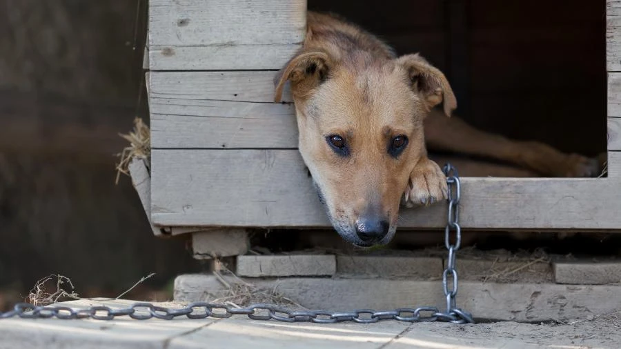 Projeto que proíbe acorrentamento inadequado de animais é aprovado em SP