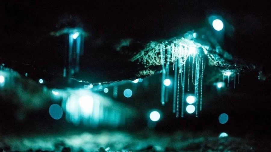 Esta floresta 'mágica' brilha no escuro, e o culpado é um fungo-fantasma