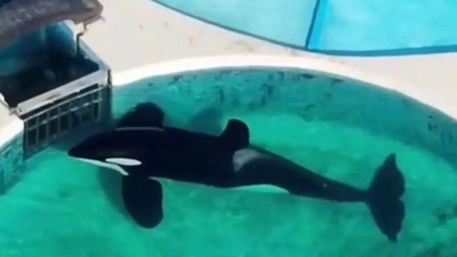 Animal mais solitário do mundo: orca vive em tanque na Argentina há 32 anos
