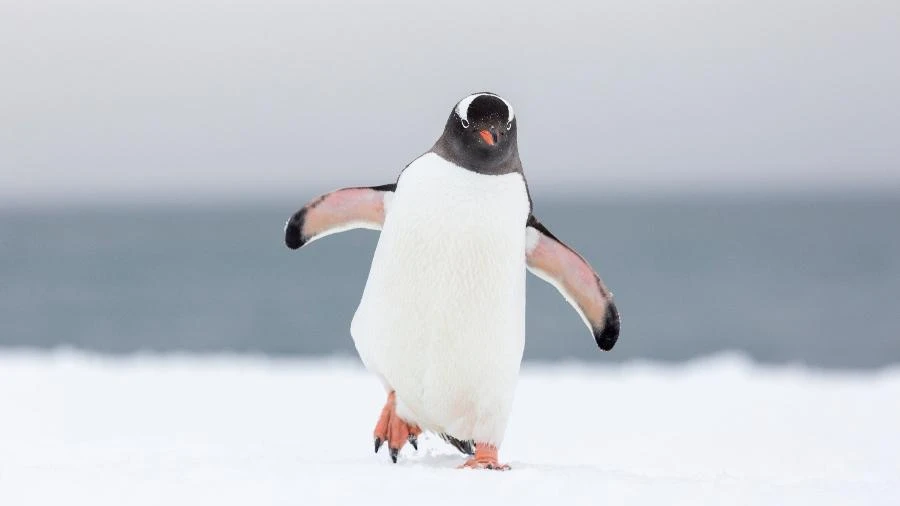 Sol demais, comida de menos: por que pinguins não vão para o Norte?