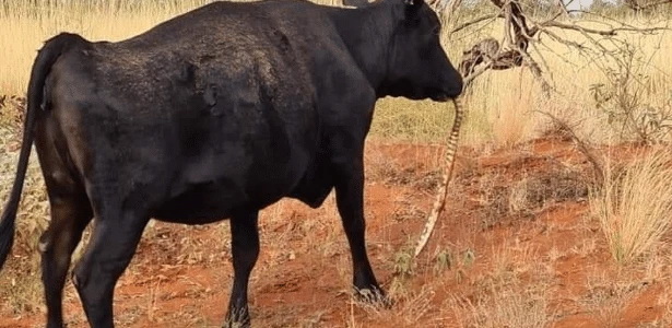 Vaca mastigando cobra? Cena incomum é fotografada no deserto da Austrália