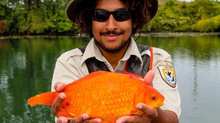 'Inchado' e destruidor, peixe-dourado solto na natureza vira uma ameaça