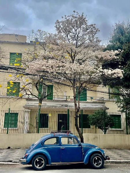 Ipês estão colorindo sua cidade? Envie fotos para o UOL