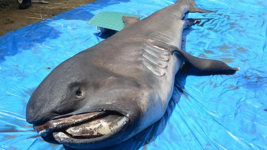 Raríssimo, tubarão 'megaboca' achado em Sergipe é estudado por cientistas Carlos Madeiro