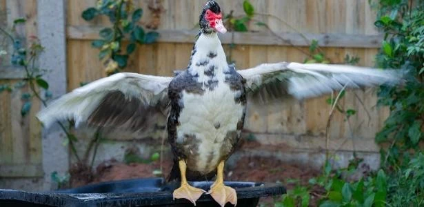 Inglaterra: Pato 'louco por sexo' assedia entregadores e até a própria dona