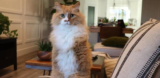 Gato faz sucesso na internet após perder duas patas e andar em pé
