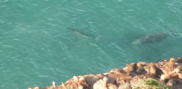 Elefante-marinho põe tubarão-branco para fugir em perseguição no mar; veja