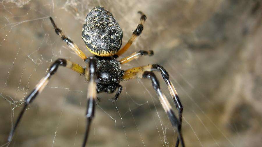 Muito além de subir pelas paredes: aranhas usam patas como órgãos olfativos