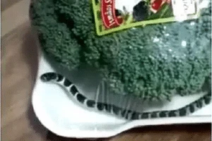 SC: ela comprou brócolis no mercado (e junto veio uma cobra); veja