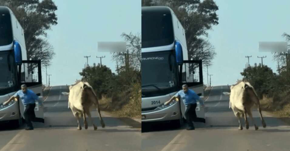 Motorista tenta espantar boi que estava na pista e é perseguido