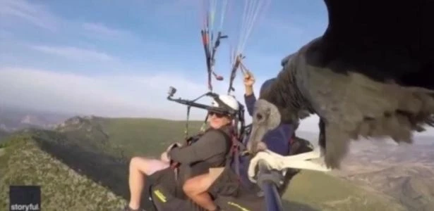 Abutre pega 'carona' durante voo de parapente na Espanha; assista