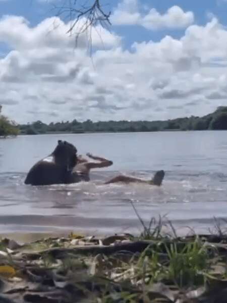 Mordida até na cabeça: adolescente é atacada por capivara na Colômbia