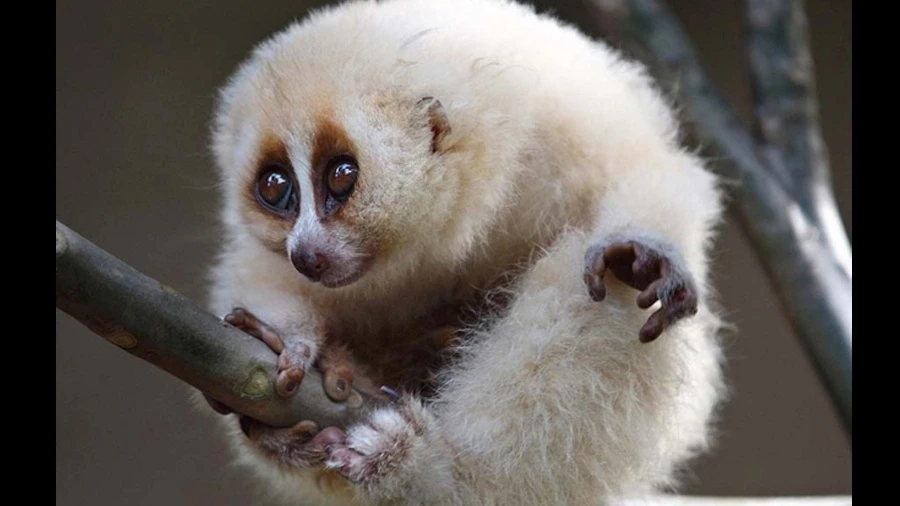 Fofos, mas nem tanto: 6 animais de aparência dócil que podem ser agressivos