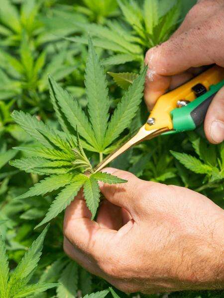 Brasil é pioneiro em genética e cultivo de Cannabis -- falta o agro reagir Mariana Grilli