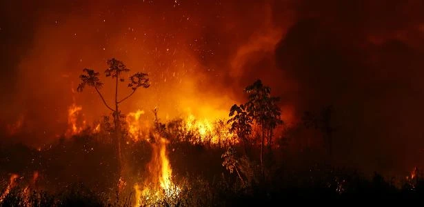 'Somos a espécie mais perigosa da história': cinco gráficos sobre o impacto da atividade humana na biodiversidade