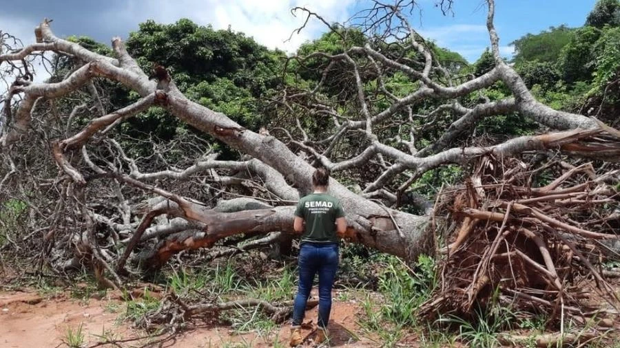 Desmatamento avança no Cerrado e faz crescer risco de apagão elétrico no Brasil