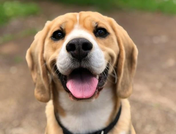 Anti-inflamatório produzido pela USP alivia dores em cães com artrose