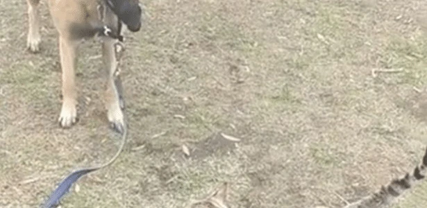 Forçando a amizade? Reação de pastora alemã a gato passeando bomba na web