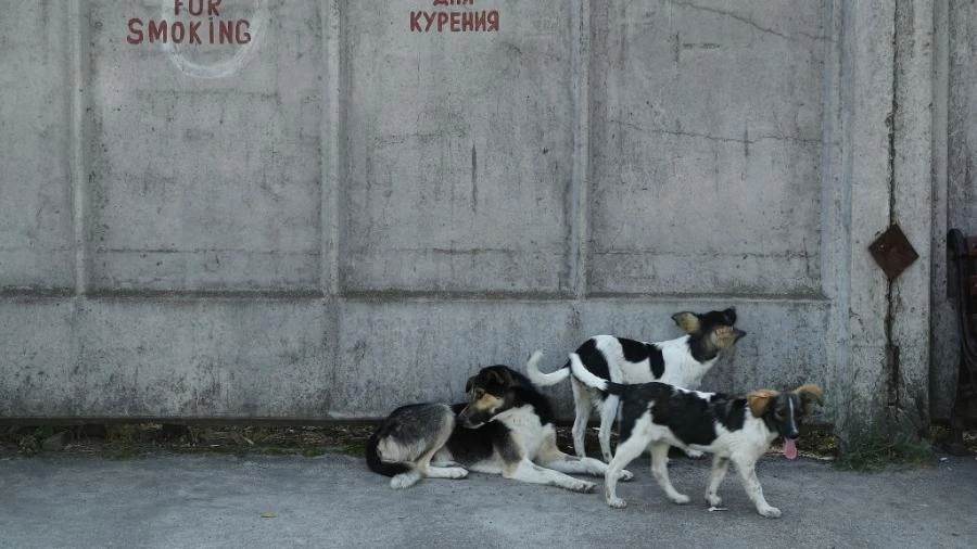 Cães que vivem perto de Chernobyl seriam potencialmente 'imunes' à radiação