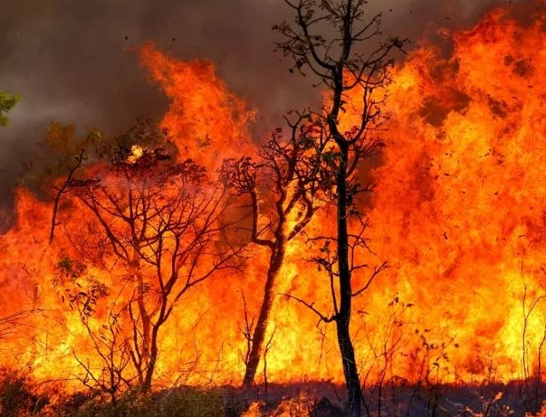 Brasil registra recorde de queimadas em 2024; Amazônia lidera entre áreas afetadas