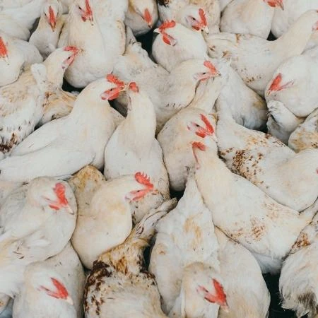 Com gripe aviária e estiagem, economia do RS exportou 23% menos em abril