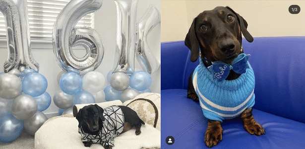 Cachorro 'salsicha' tem quarto cheio de roupas, com 200 gravatas borboleta