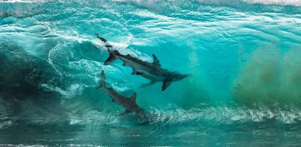 Tubarões 'pegando onda' e outros animais marinhos disputam premiação; veja