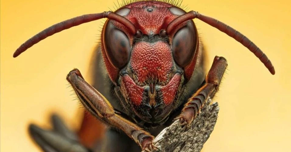 Libélulas, moscas e até percevejos: concurso britânico destaca imagens fascinantes de insetos pelo mundo