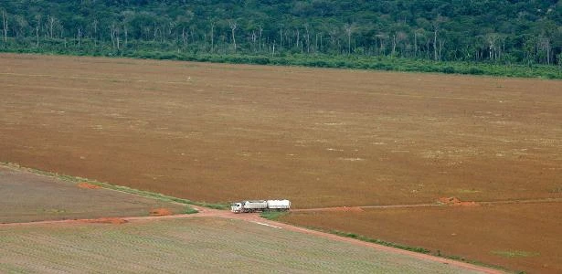 FAO: Brasil foi país que mais perdeu floresta no século 21