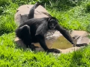 Alcoolizada por dono de bar, macaca é recuperada em bioparque na Amazônia José Roberto de Toledo e Thais Bilenky