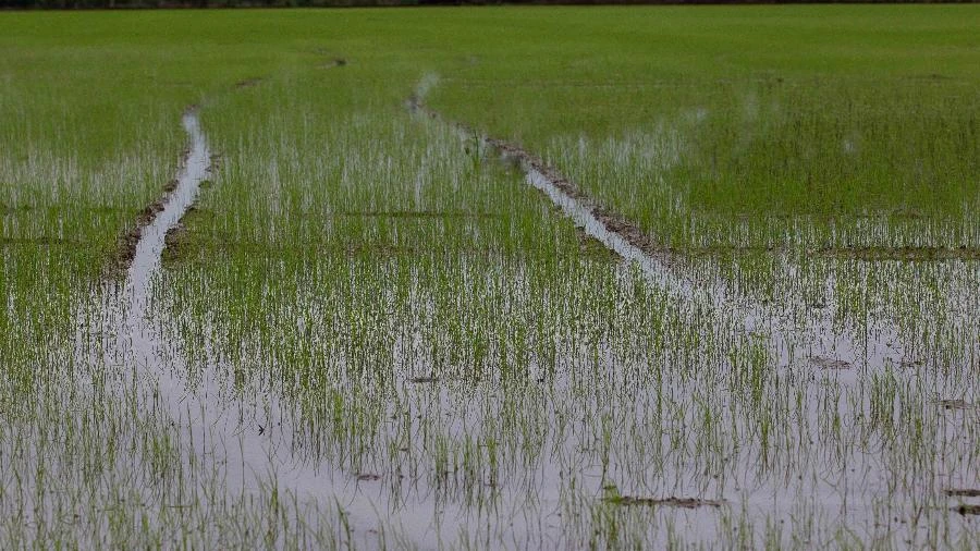 Mundo caminha para guerra por alimentos ? E o Brasil com isso? Mariana Grilli