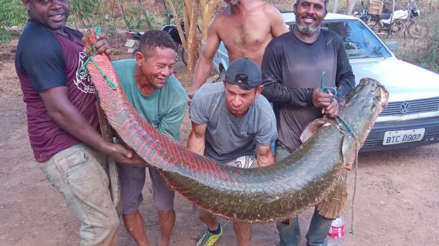 'História de pescador': amigos capturam peixe de 80 kg no Rio São Francisco