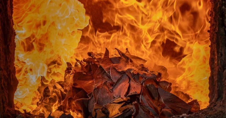 Brasileiro é premiado em concurso da realeza de Mônaco com foto de crime ambiental contra tubarões no Brasil
