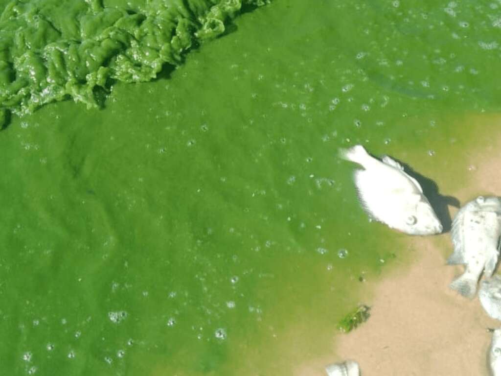 Cinco cidades registram mortandade de peixes no Noroeste Paulista