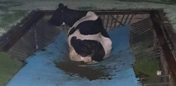 Australiana acorda e encontra vaca 'presa' em cama elástica no quintal