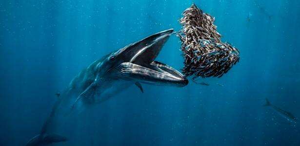 Baleia gulosa, iguana nadadora e mais: prêmio de fotografia oceânica revela maravilhas do fundo do mar