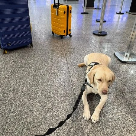 Cão de apoio de menina autista chega a Portugal após impasse com aérea