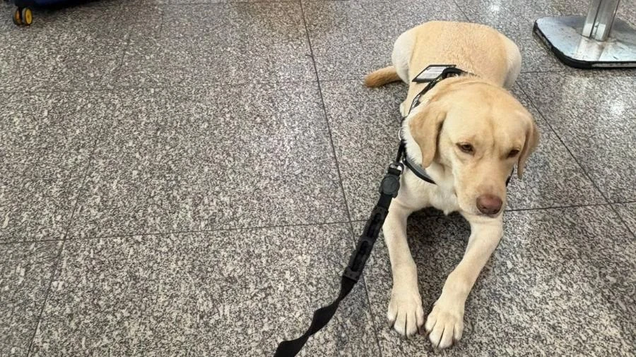 Justiça marca audiência após TAP negar embarcar cão de criança autista