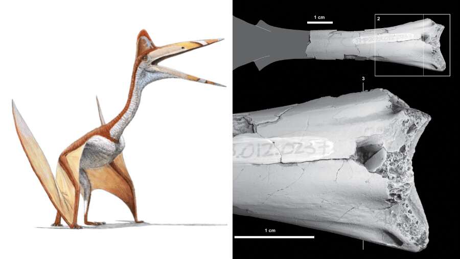 Mordido por crocodilo? Detalhe em fóssil de pterossauro intriga cientistas