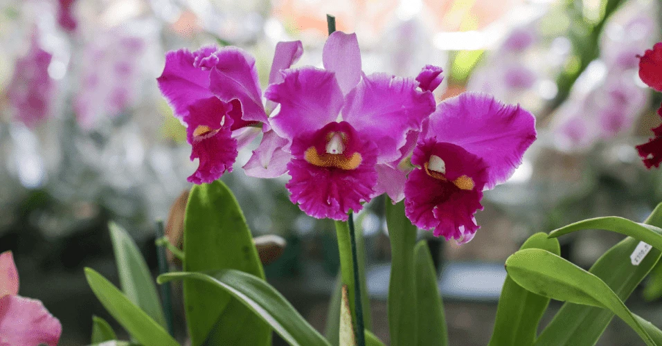 Campinas: Bosque dos Jequitibás recebe Festival de Orquídeas e Suculentas