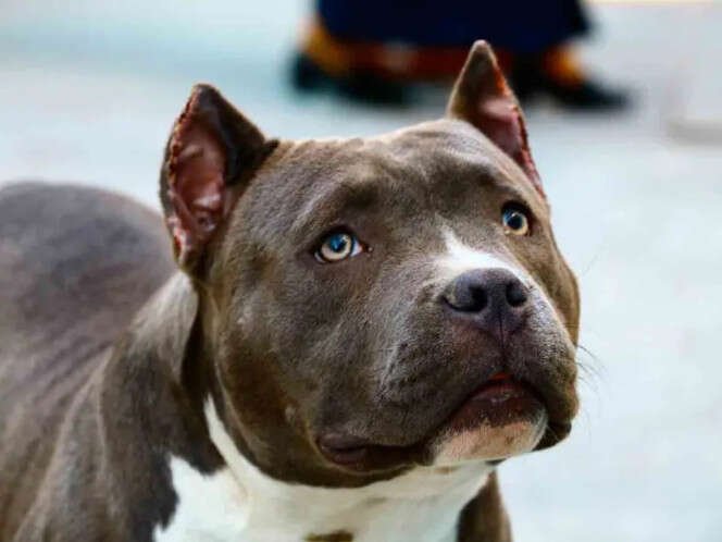 Criador de perros muere tras ser atacado por sus pitbulls