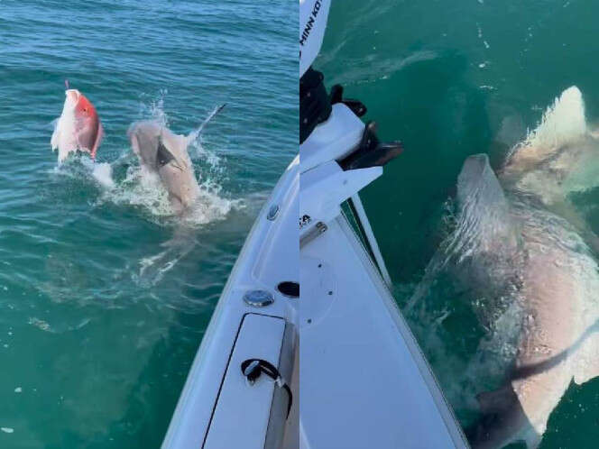 VIDEO: Tiburones se enojan y atacan el motor de un bote en Florida