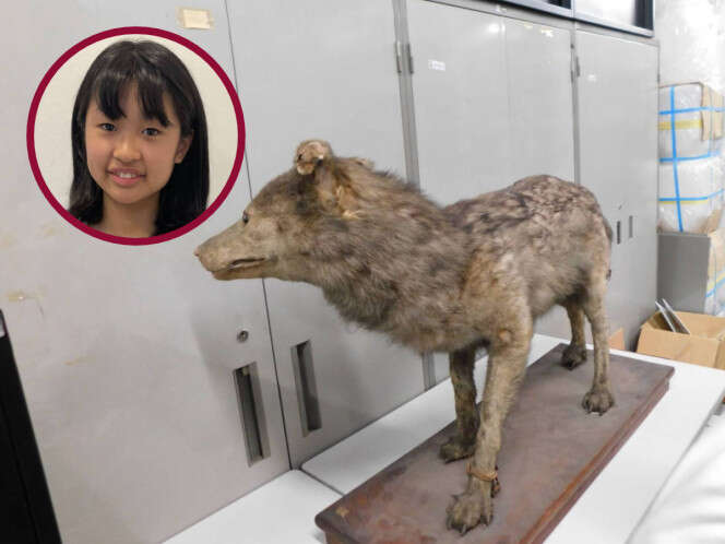 Niña descubre posible ejemplar del extinto lobo japonés; museo lo exhibía como un 'perro'