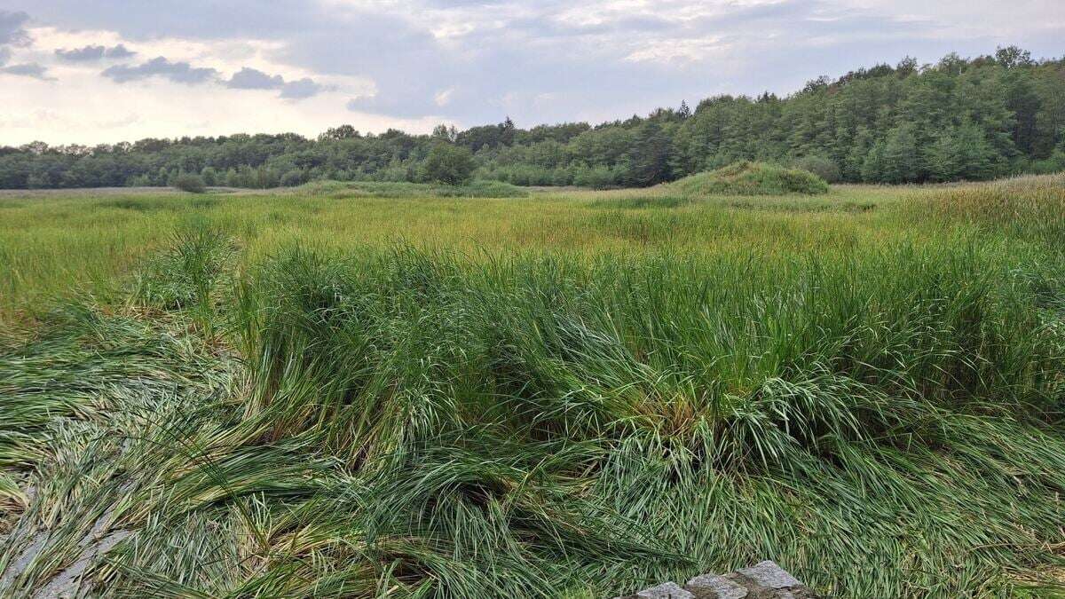 Litzenteich in Radibor wird im Herbst gemäht