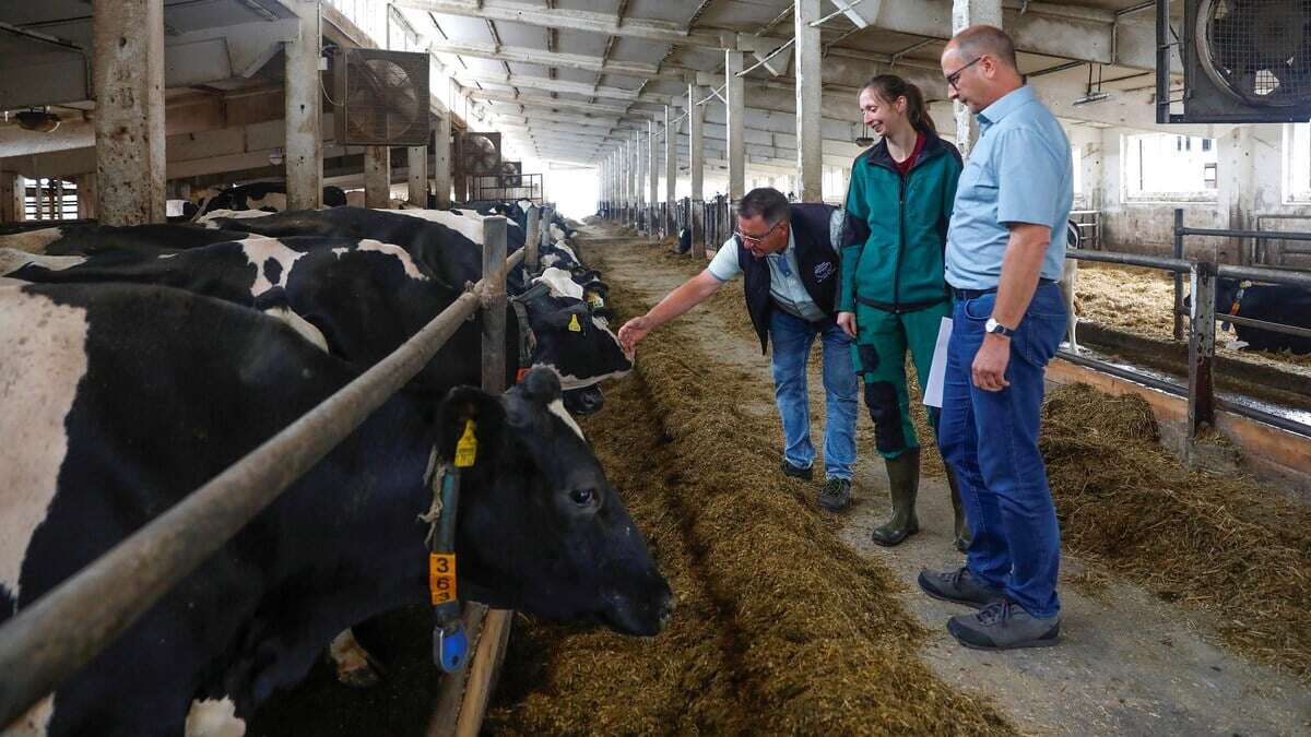 Hier fühlen sich Kühe wohl - Beiersdorfer Betrieb für seine Tierhaltung ausgezeichnet