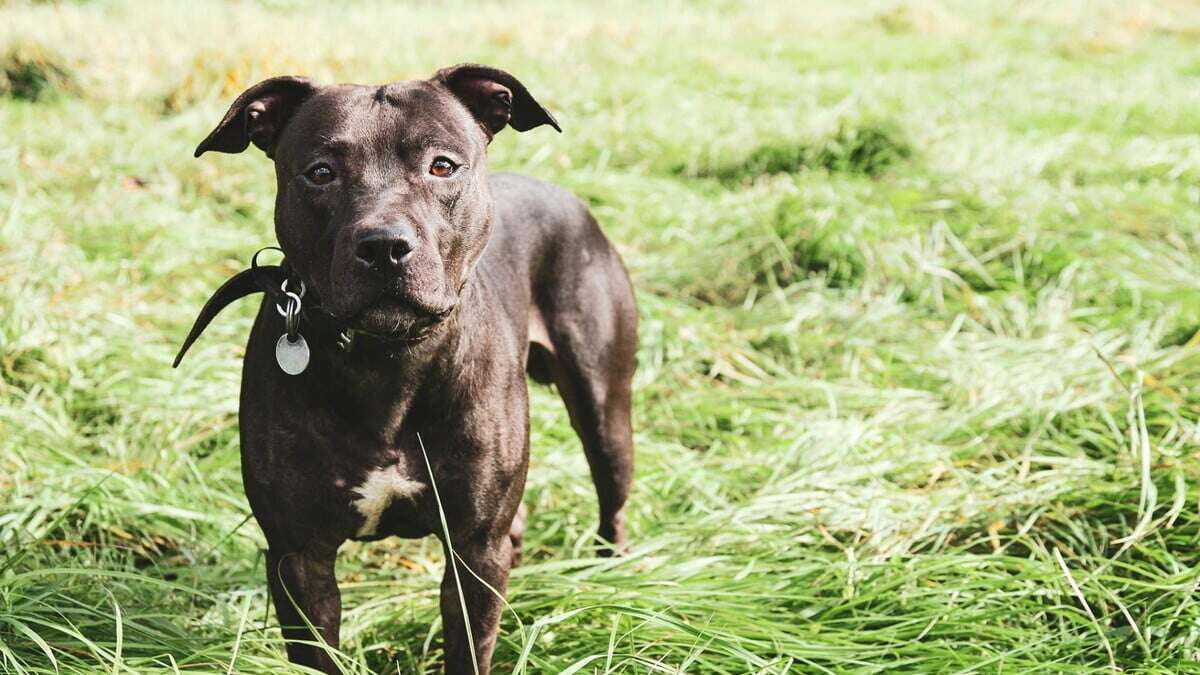 Polizei schießt in Zittau auf aggressiven Kampfhund