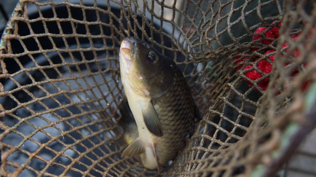 Vom Teich auf den Teller: Lausitzer Fischwochen starten